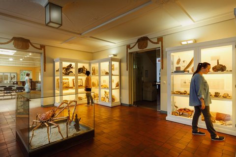 Naturkundliche Museum Mauritianum Ausstellung